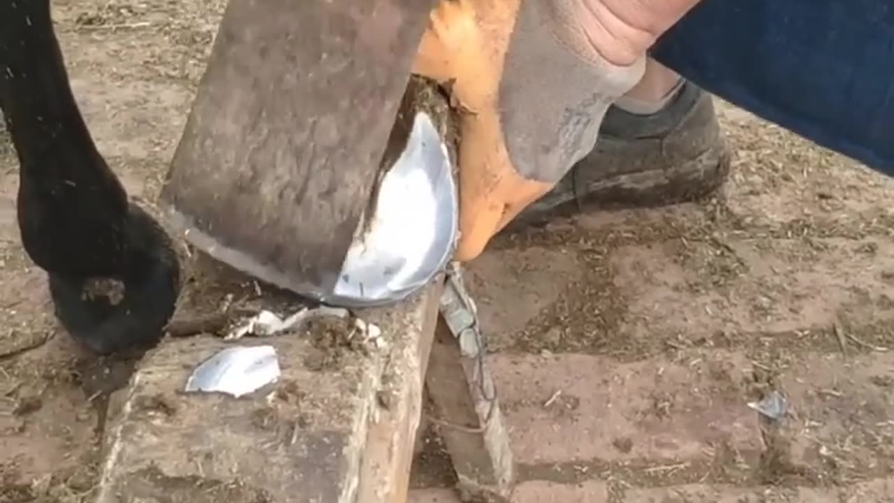 horse foot cleaning