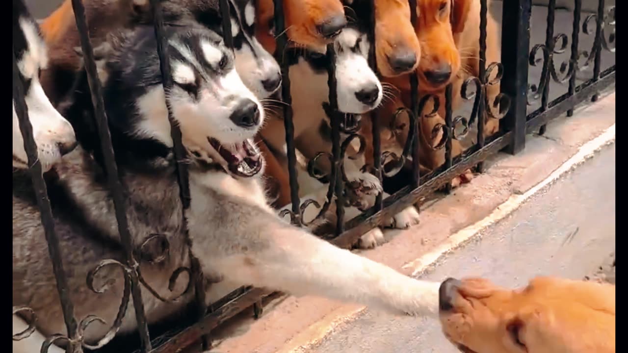 Pets are too smart!