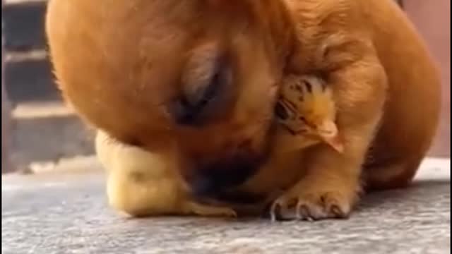 Unbelievable!Cute puppy and chicken friendship