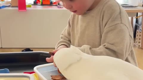 Marni the Cockatoo wants to steal Rémi's home baked cookies