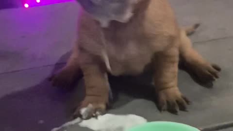 Clumsy Puppy Dunks His Face in Milk