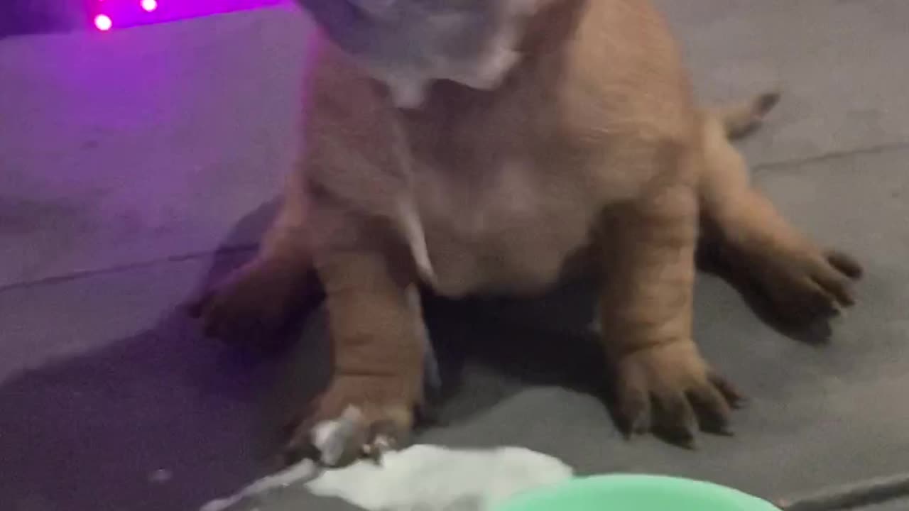 Clumsy Puppy Dunks His Face in Milk