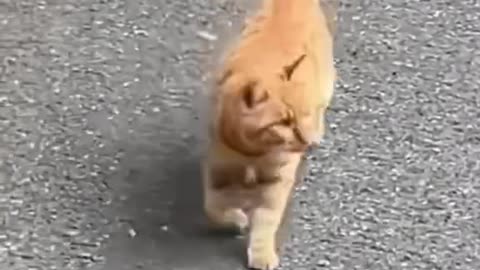 Cat Walk