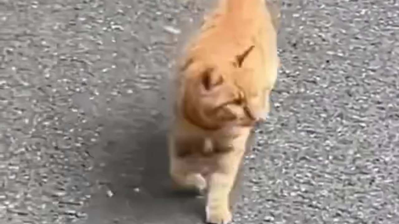 Cat Walk