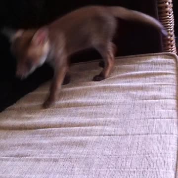 Fox pouncing on the couch