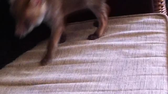 Fox pouncing on the couch