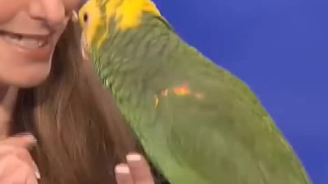 Best parrot (Papagei) ever