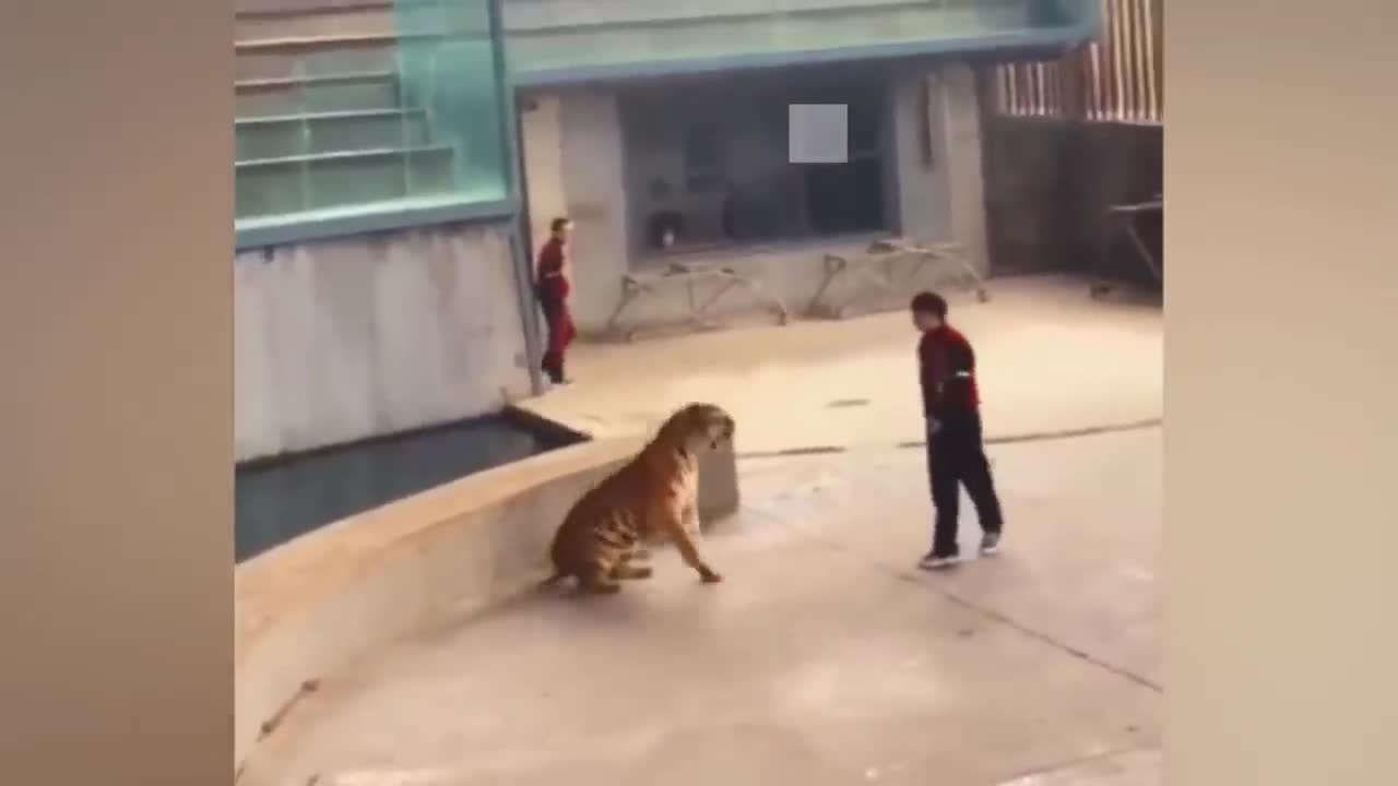 Cute Dogs Meeting a Tiger For the First Time | Super Dog