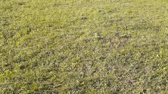 BERKELEY PLAYING BALL