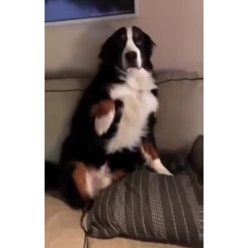 Dog admits he made a messy