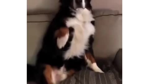 Dog admits he made a messy
