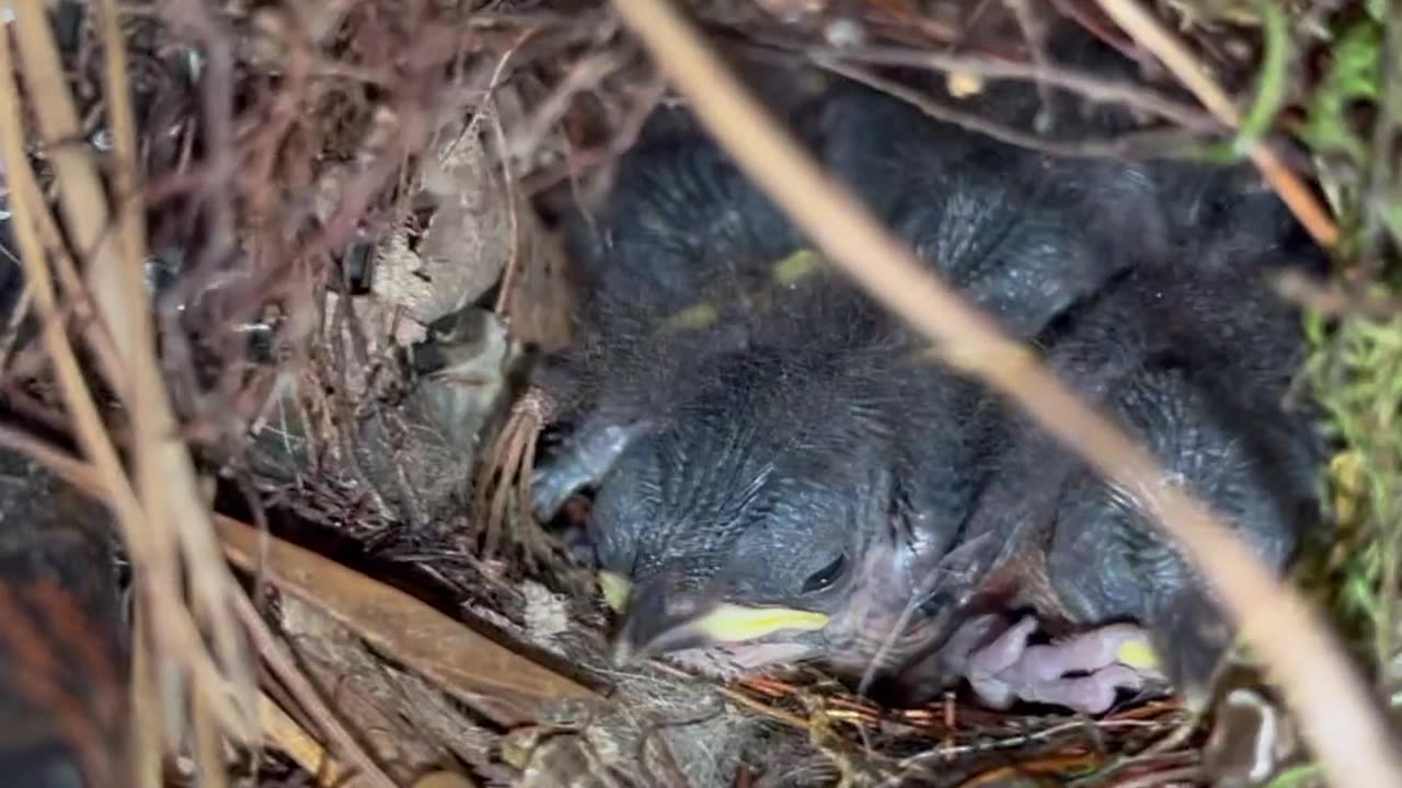 Baby Wrens