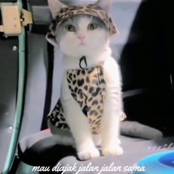 Cat Version of Angel