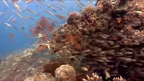 Eagle kill while hunting the octopus