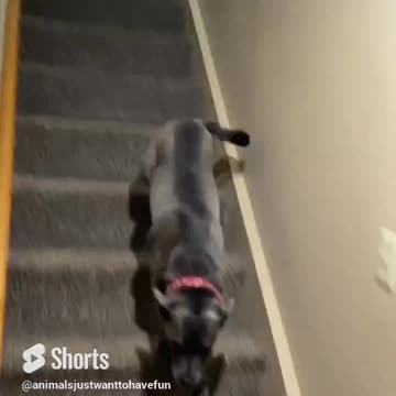 Who let the dogs out