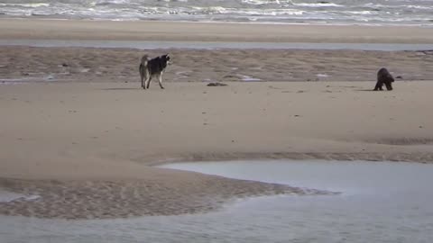 Dogs vs Wild Animals