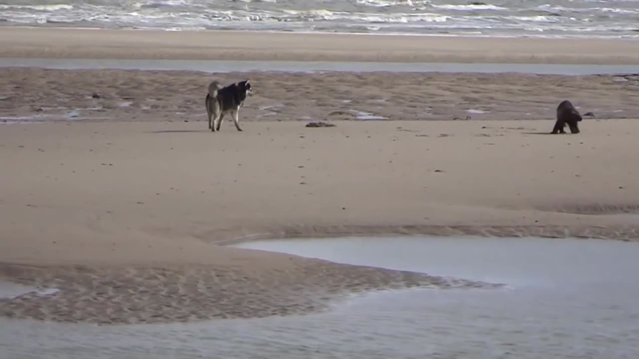Dogs vs Wild Animals