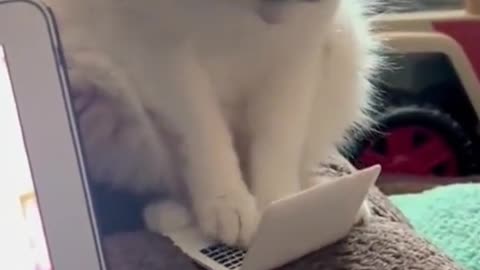 Iuseabigcomputer,acat'ssmallcomputer.