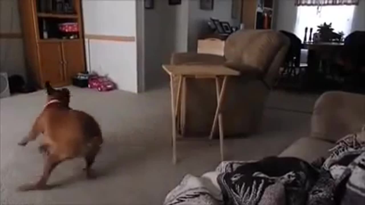 Cats & Dogs with outrageous g force