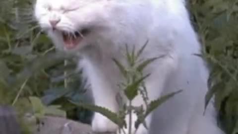 Cats laughing