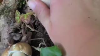 It's the season of boletus again