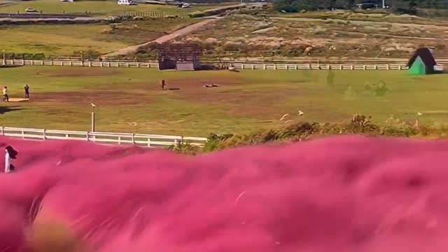 Romantic atmosphere of Fendai Chaozi Grass
