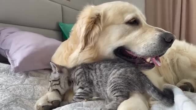 What the friendship of a Golden Retriever and a Baby Kitten looks like