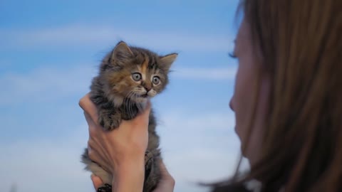 Young woman playing with her kitten, human-animal relationships