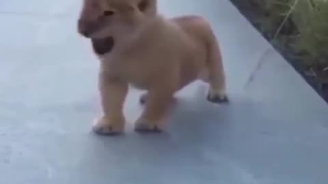 Baby Animals