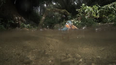 Kingfisher Dive Captured in Slow Motion