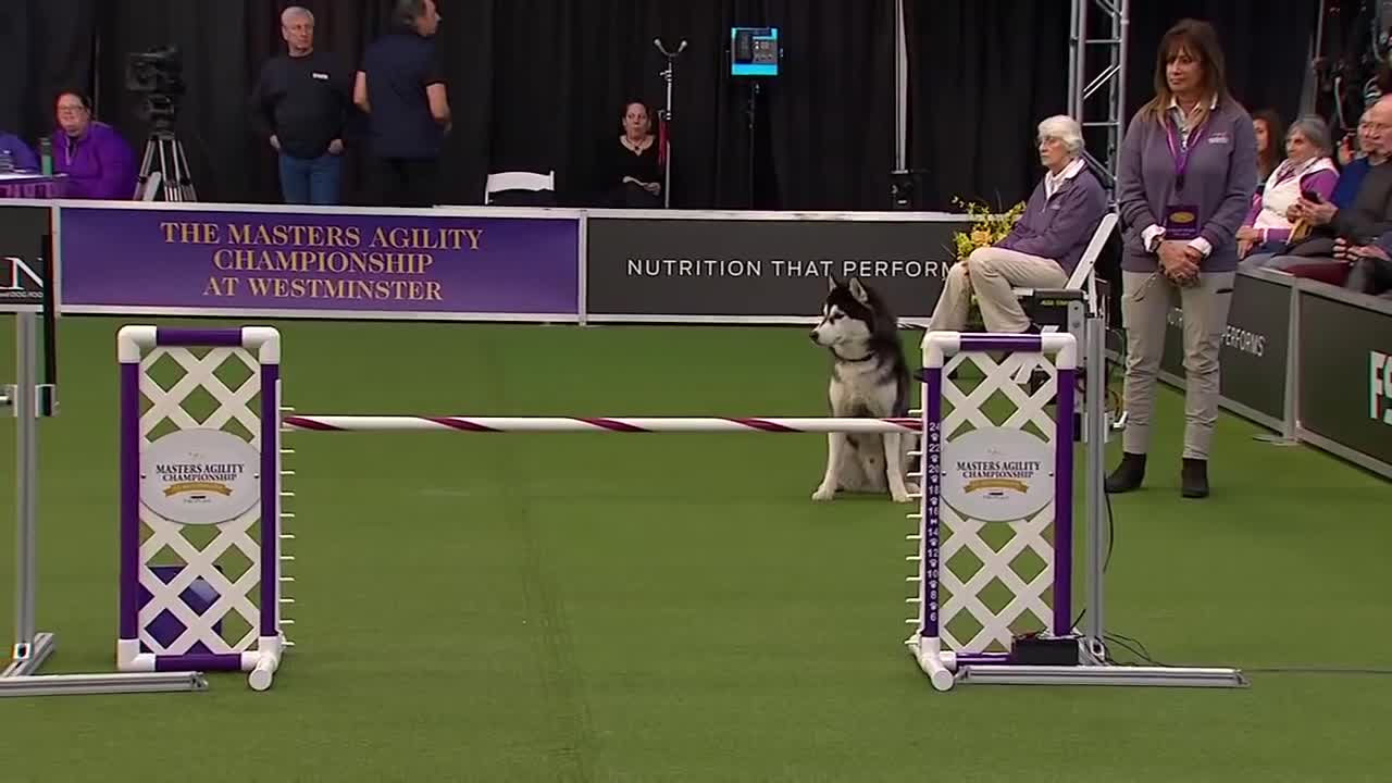 ‘Lobo’ the Siberian Husky goes off script in the 24 inch class of agility competition | FOX SPORTS