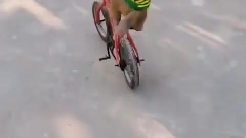 cute monkey