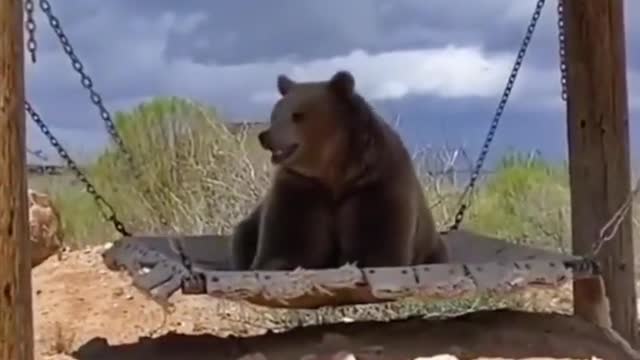 Brown bear