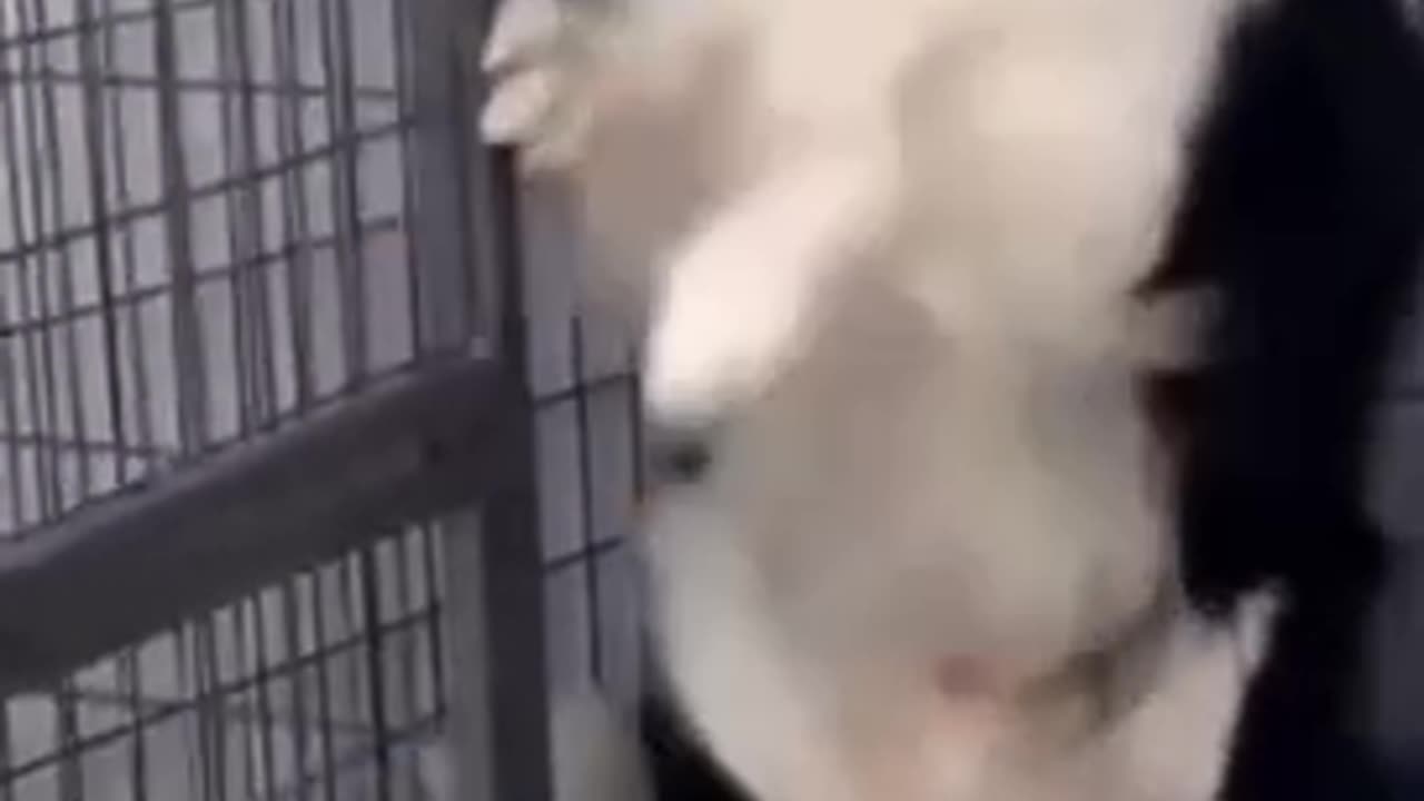 Funny Dog Videos Compilation!