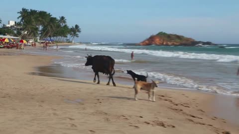 View of an cow chased by dogs on beach in Mirissa