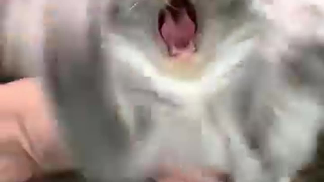 Cat comedy😂😂 short video comedy😂