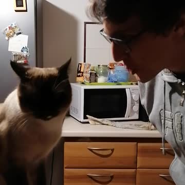 How to argue with a cat
