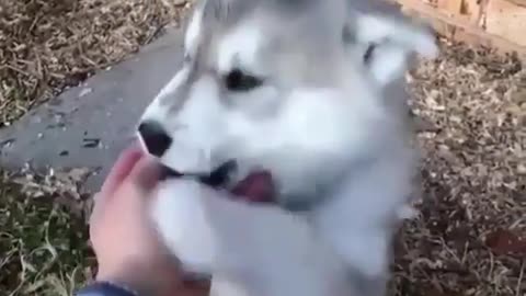 Dogs that like to play with their fingers.