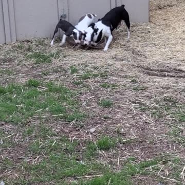 The lunatics have taken over the asylum