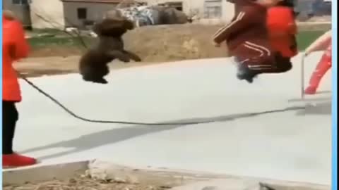 Funniest Animals - Best Of The 2022 Funny Animal Videos