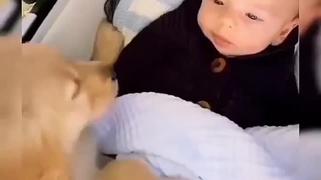 Dog loves baby 😻