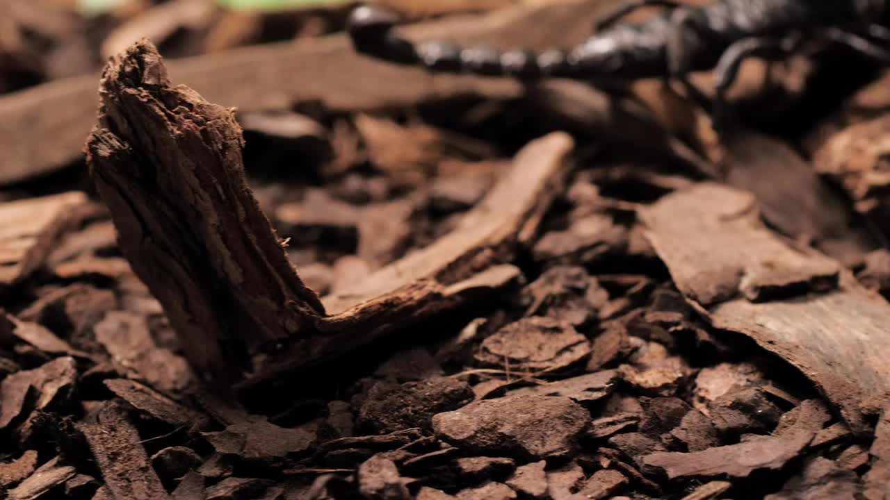 Black scorpion walking closeup