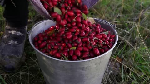 Rose hips grow low and are easy to pick