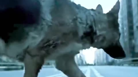 Zombie vs Dog Hollywood movie scene