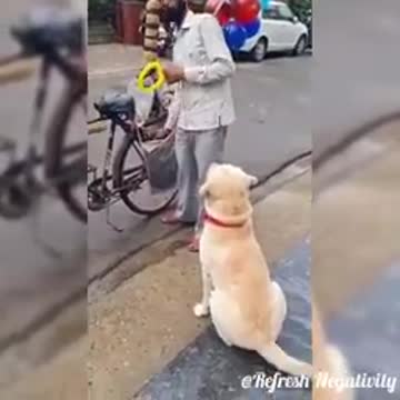 Trained Dog 💘💘