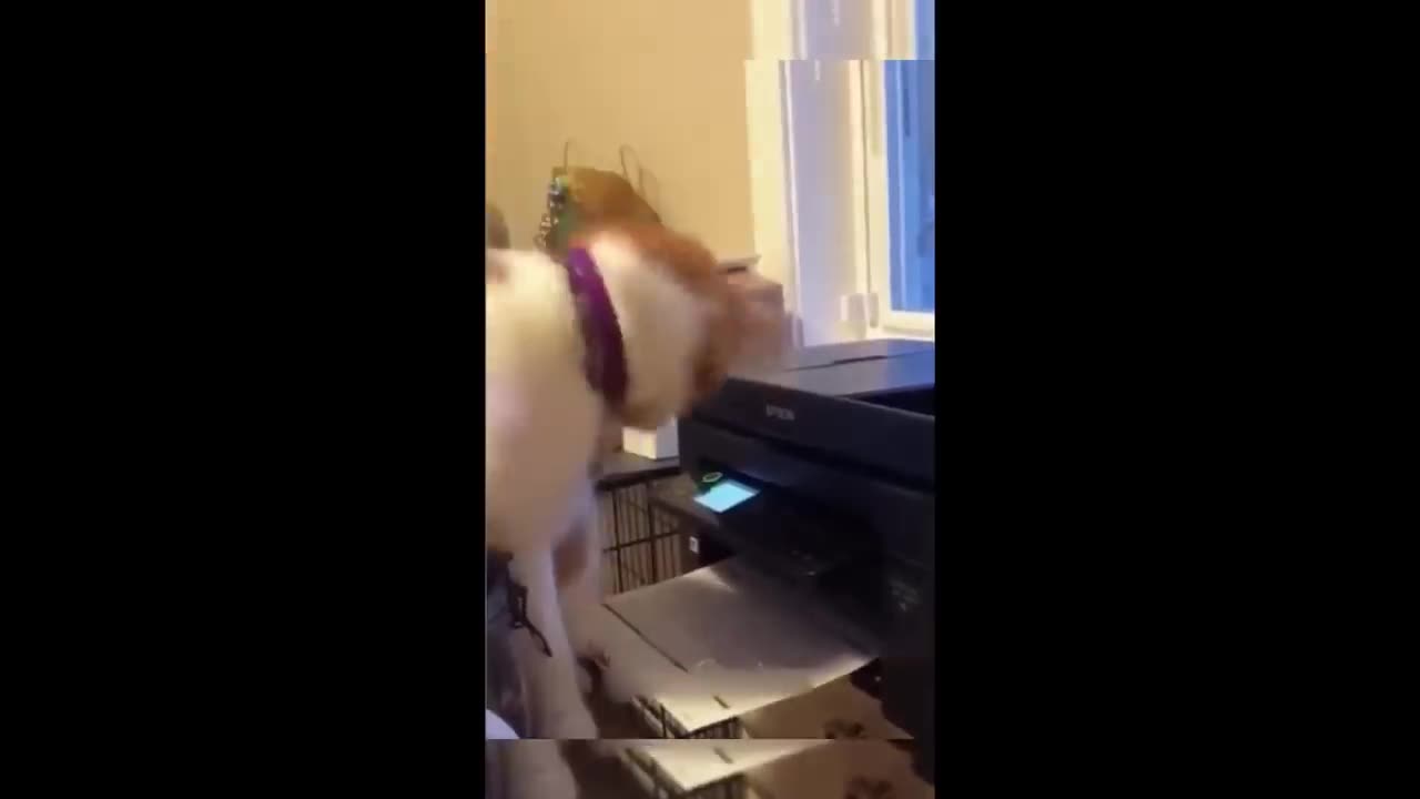 Cat&Dog reactions