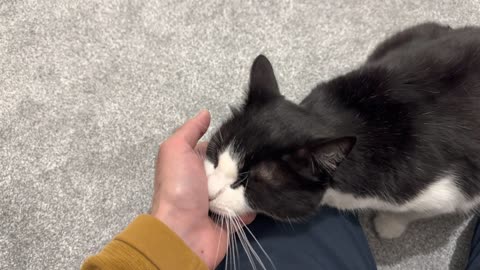 Cat Loves Chin Scratches