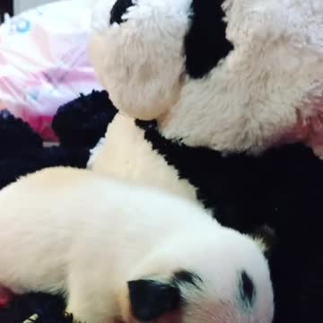 Pequeño cachorro recién nacido se acurruca con panda de peluche