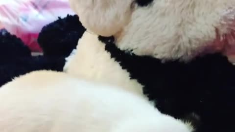 Pequeño cachorro recién nacido se acurruca con panda de peluche