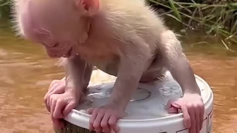 Adorable Monkey 🐒 Monkey video ||funny video 🤣 funny ||viral video||trending || shorts